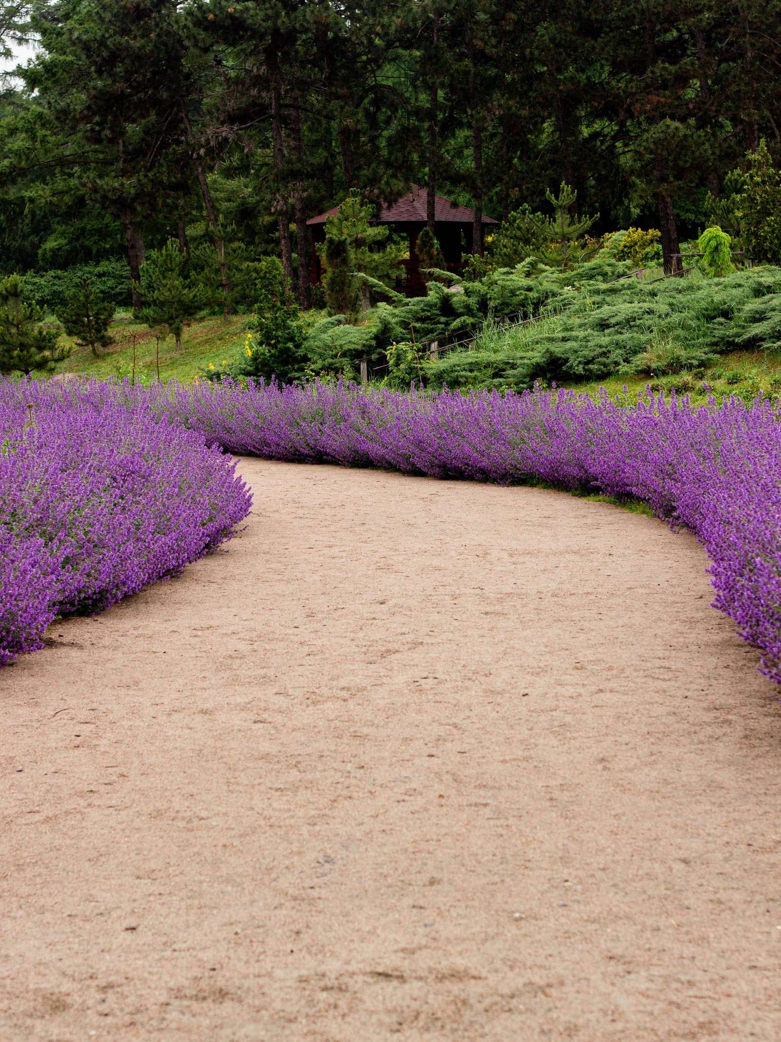 Allée de gravier clair entre des massifs de vivaces en fleurs