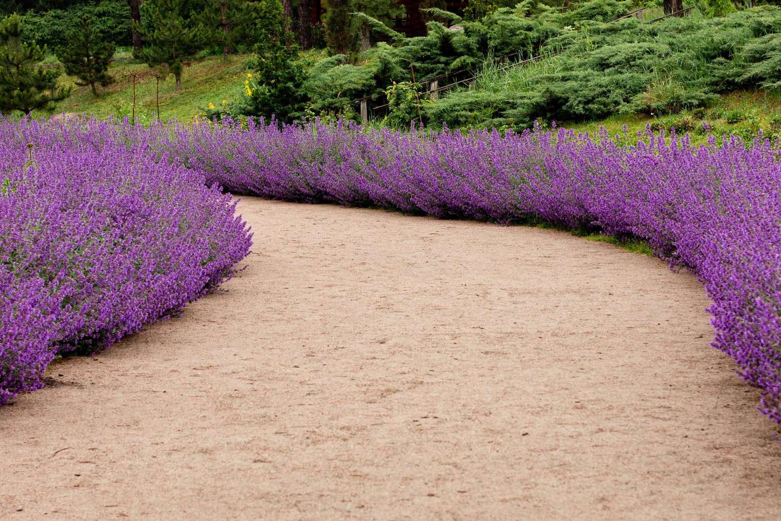 Allée de gravier entre les massifs en fleurs