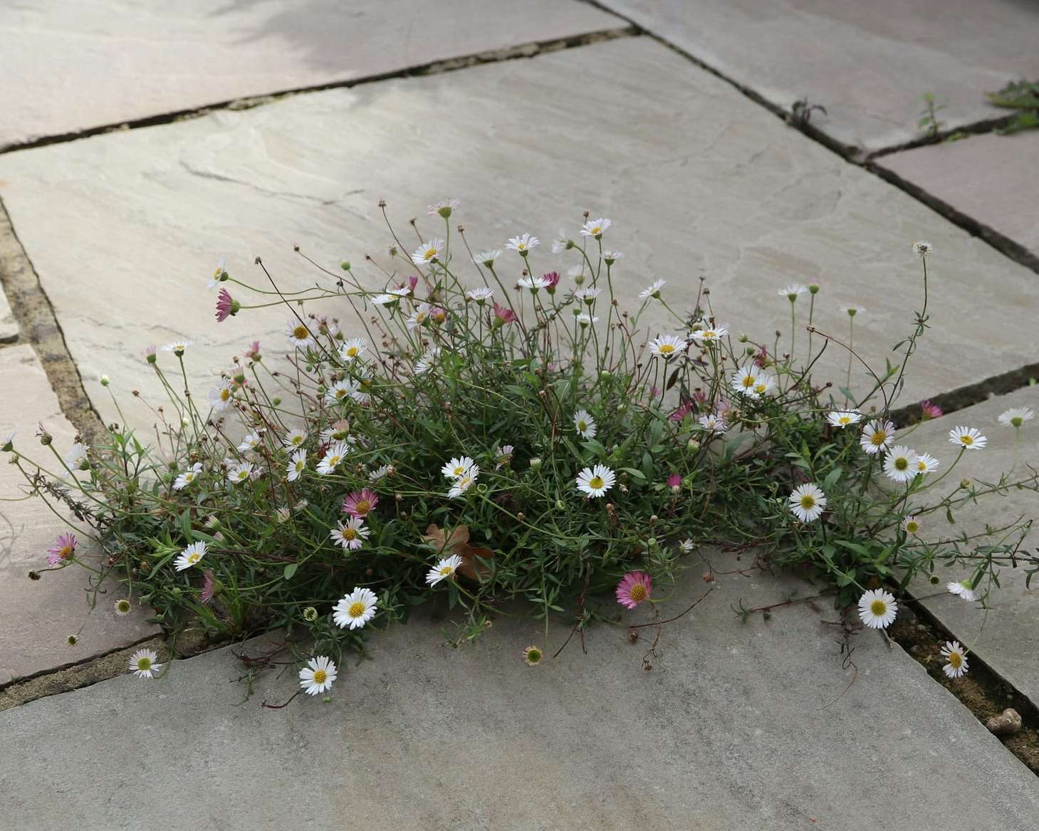 Cour en dalles de grès à joints ouverts, des fleurs dans les joints