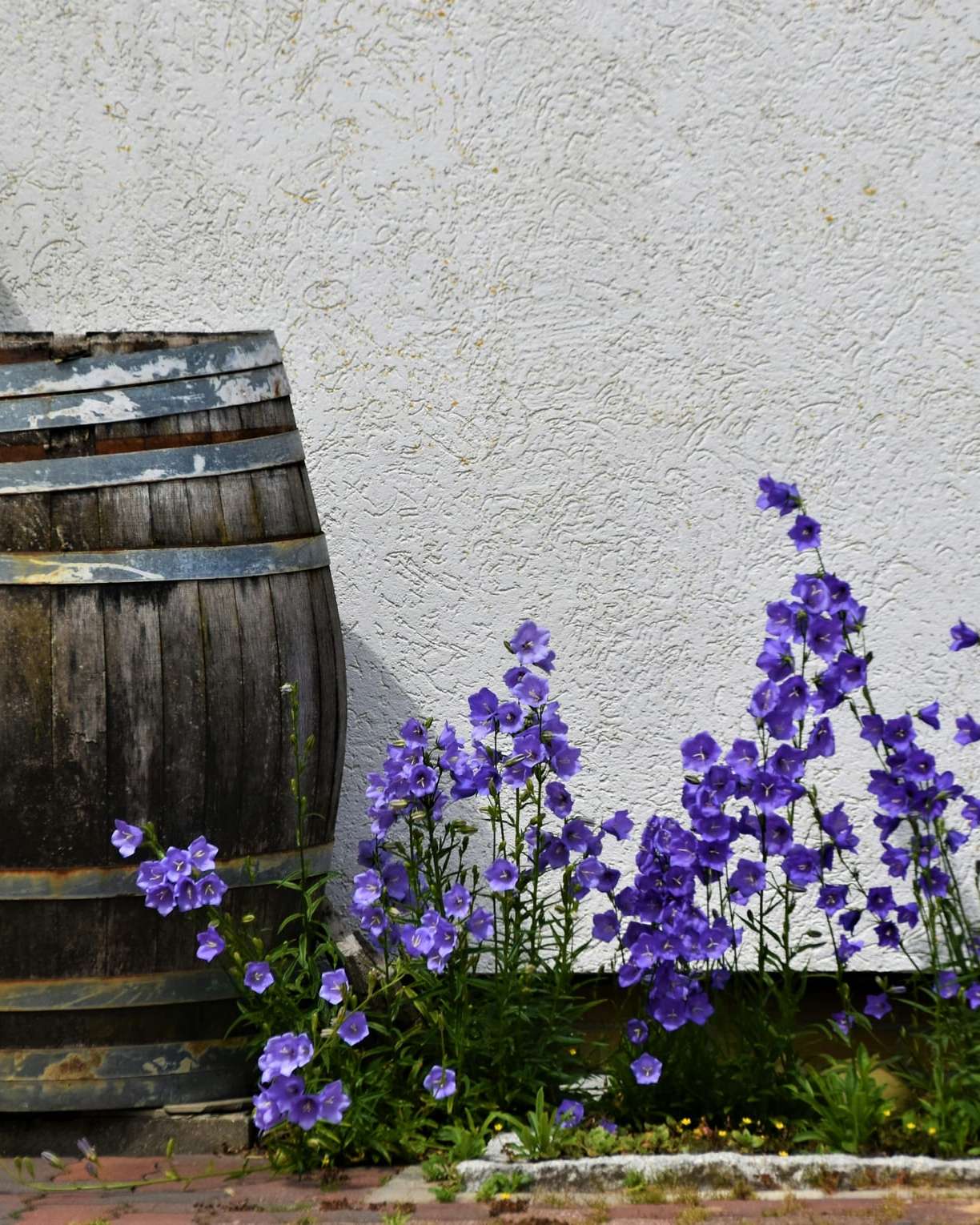 Récupérateur d’eau de pluie dans un jardin en fleurs
