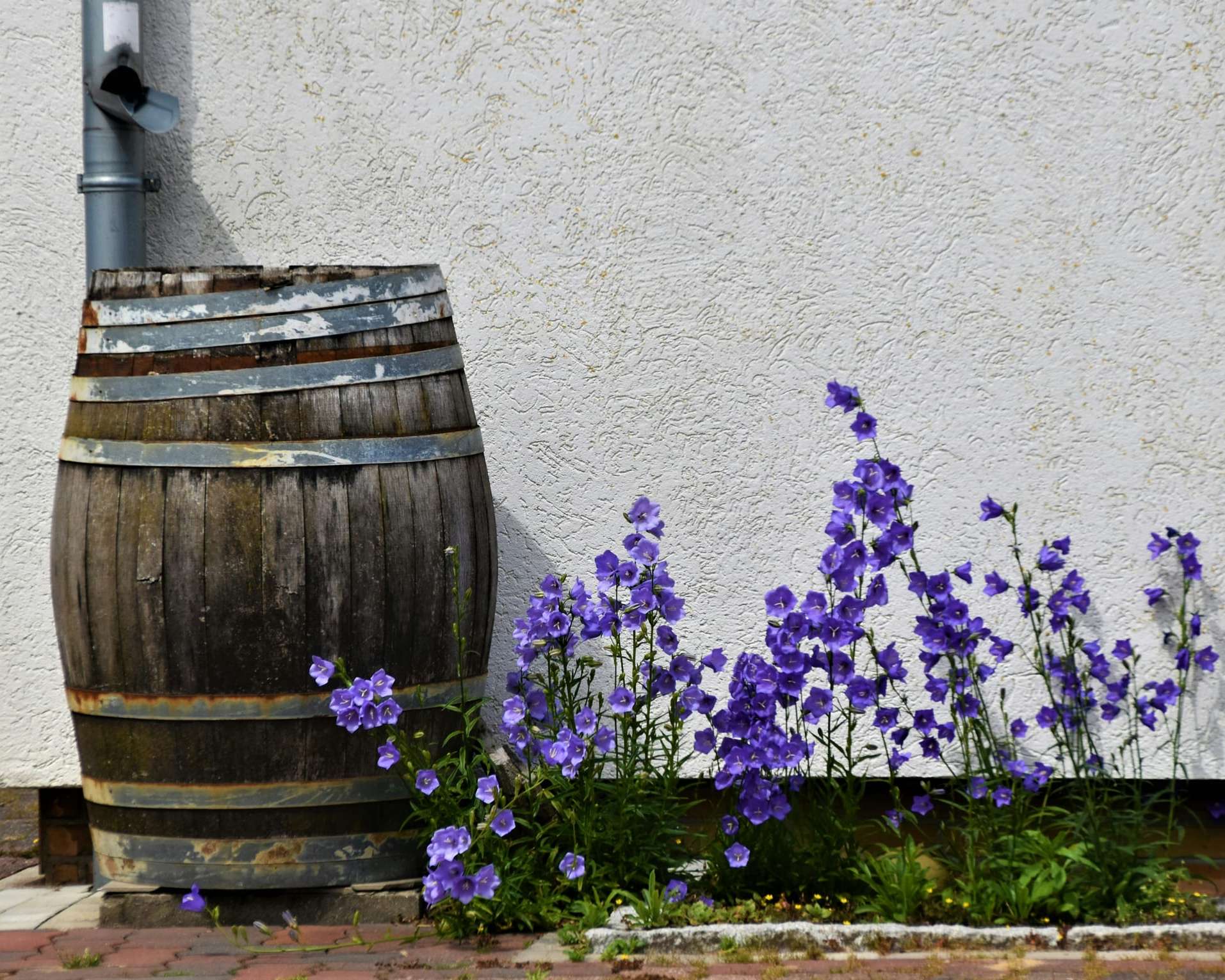 Récupérateur d’eau de pluie dans un jardin en fleurs