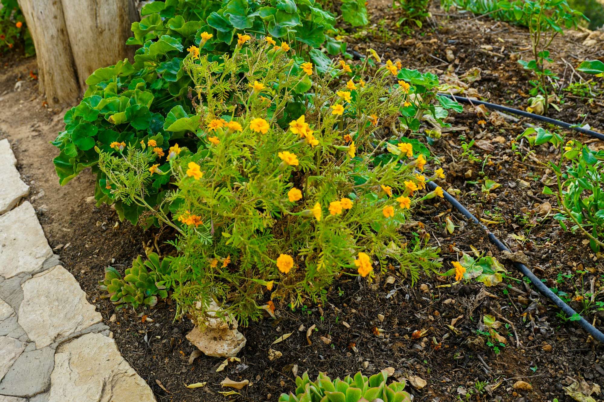 Goutte-à-goutte au pied des vivaces en fleurs