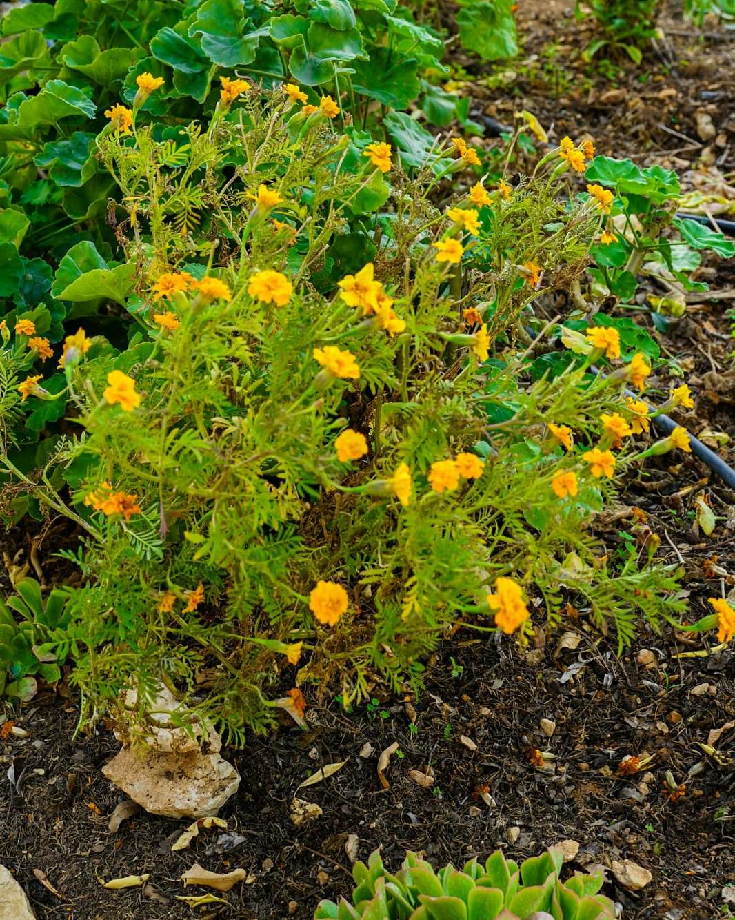 Tuyau de goutte-à-goutte au pied de vivaces en fleurs
