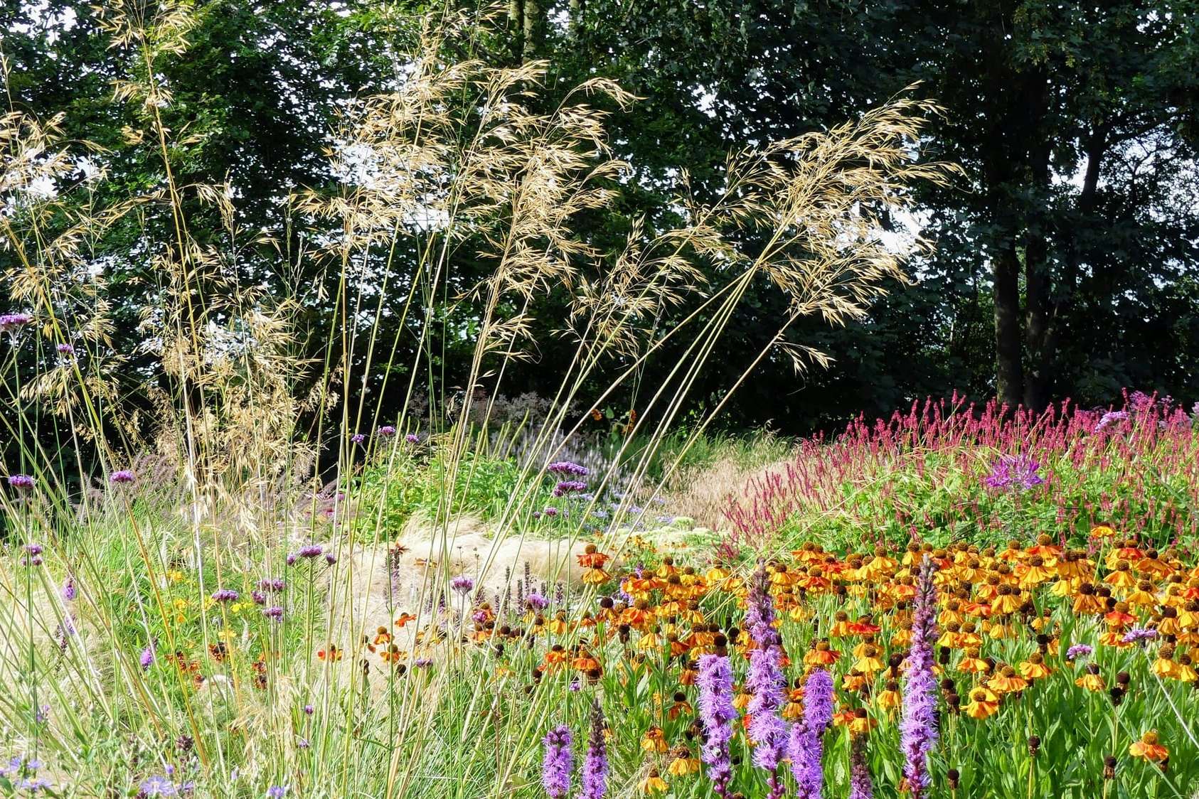 Graminées et vivaces de la prairie au soleil