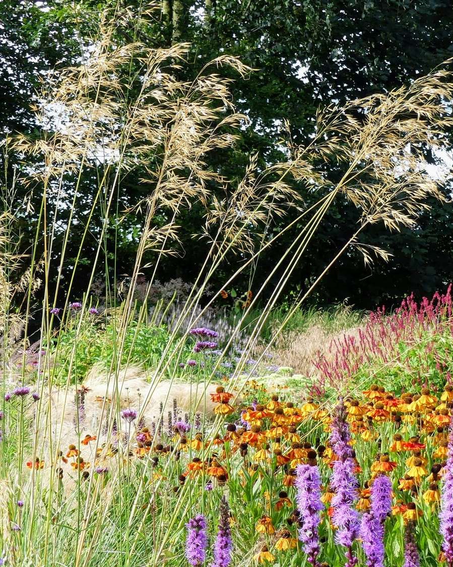Graminées et vivaces en fleurs au soleil