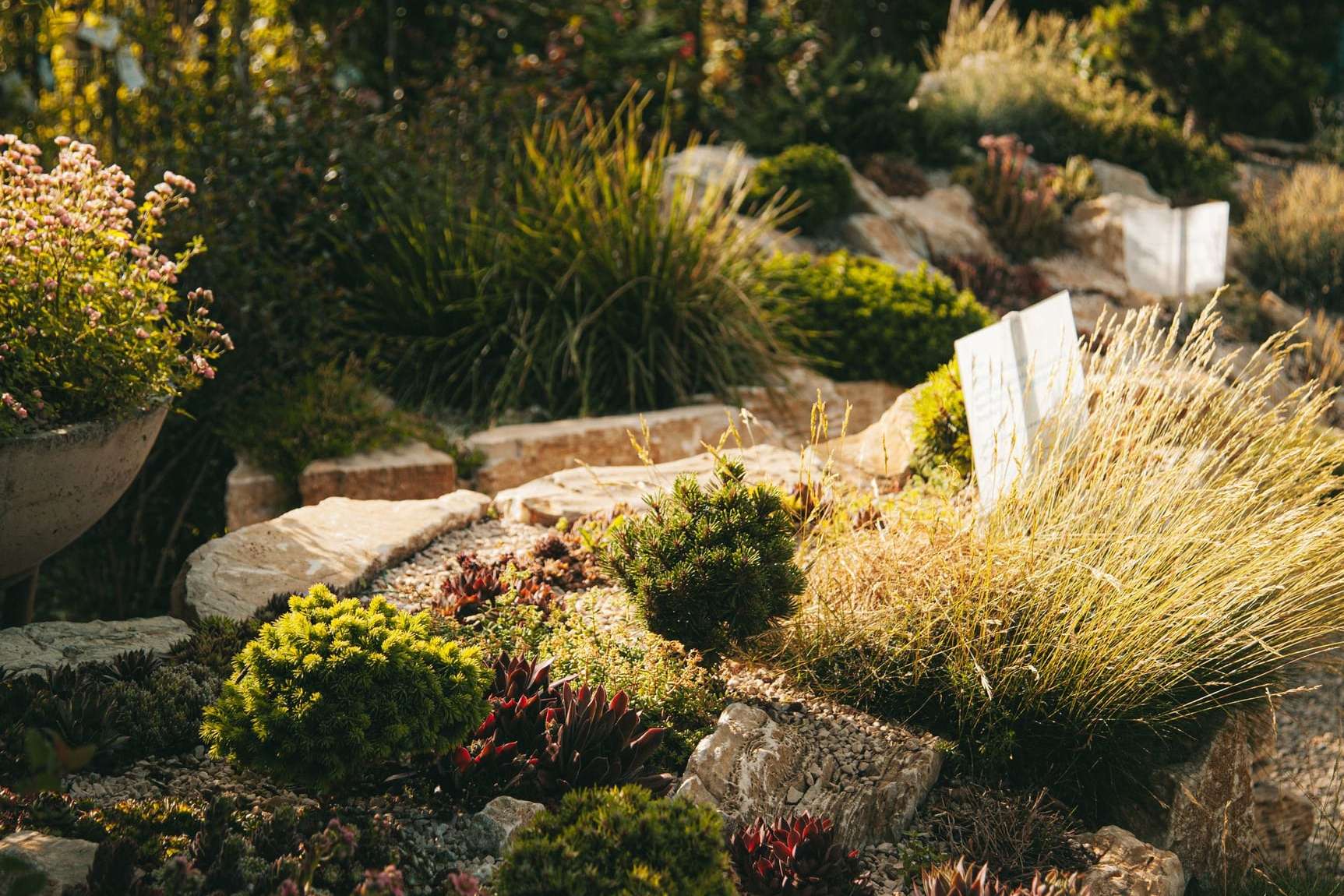 Jardin de rocaille en pente, pierres et plantes de montagne