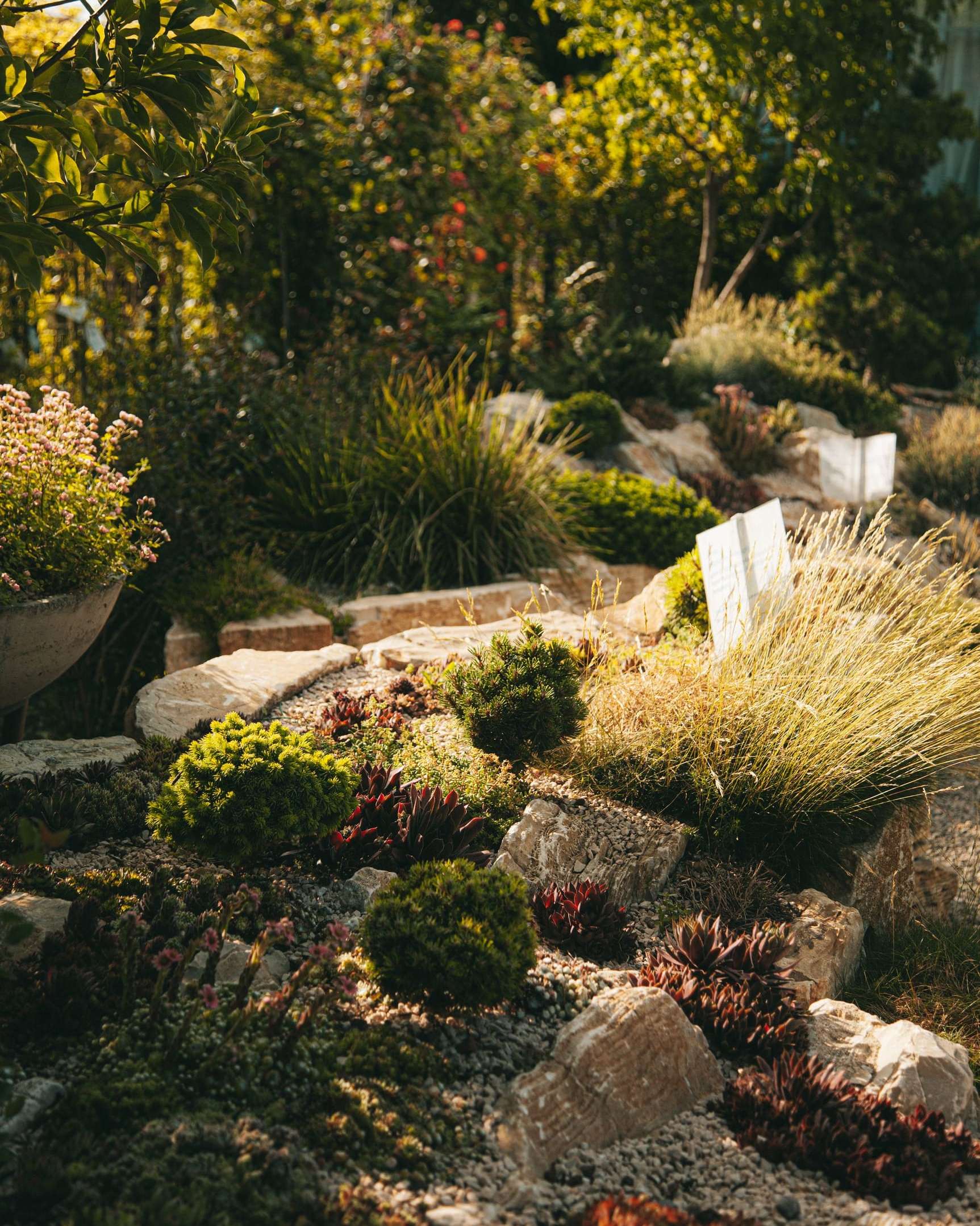 Jardin de rocaille en pente, pierres et plantes de montagne