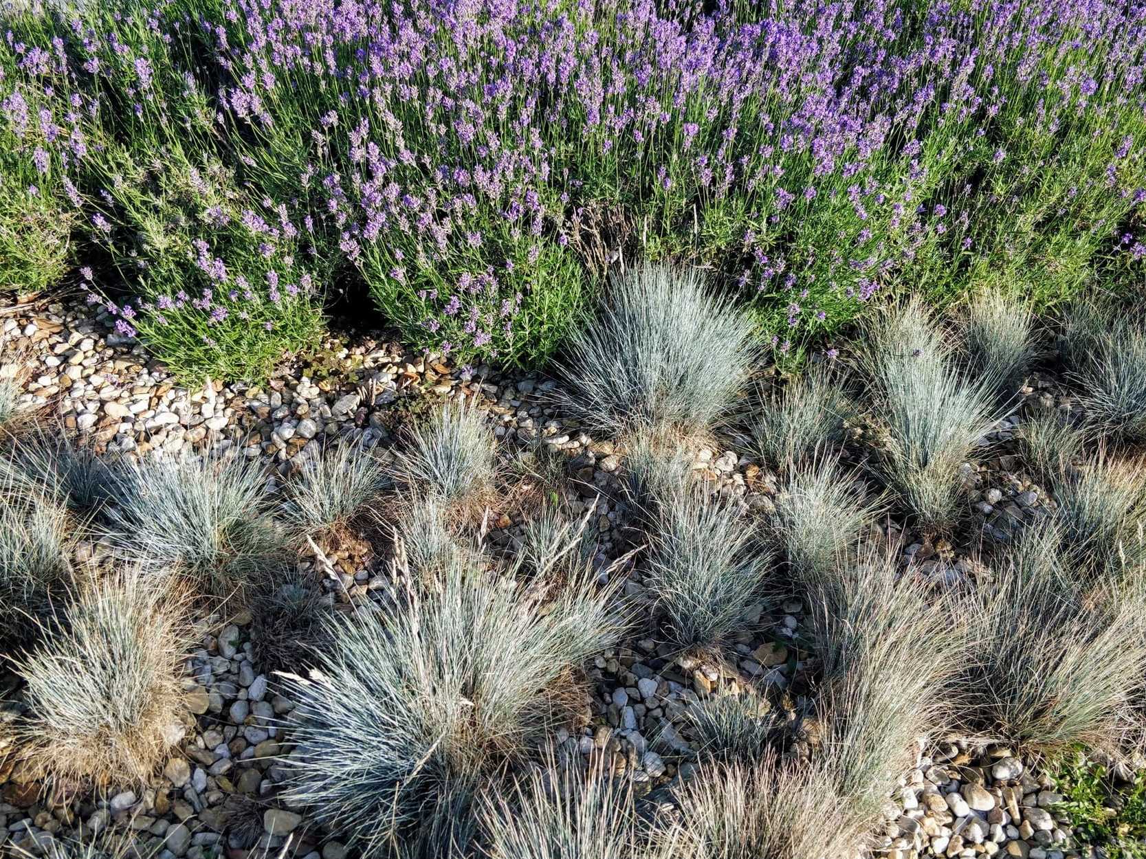 Jardin sec fleuri, vivaces et graminées dans le gravier
