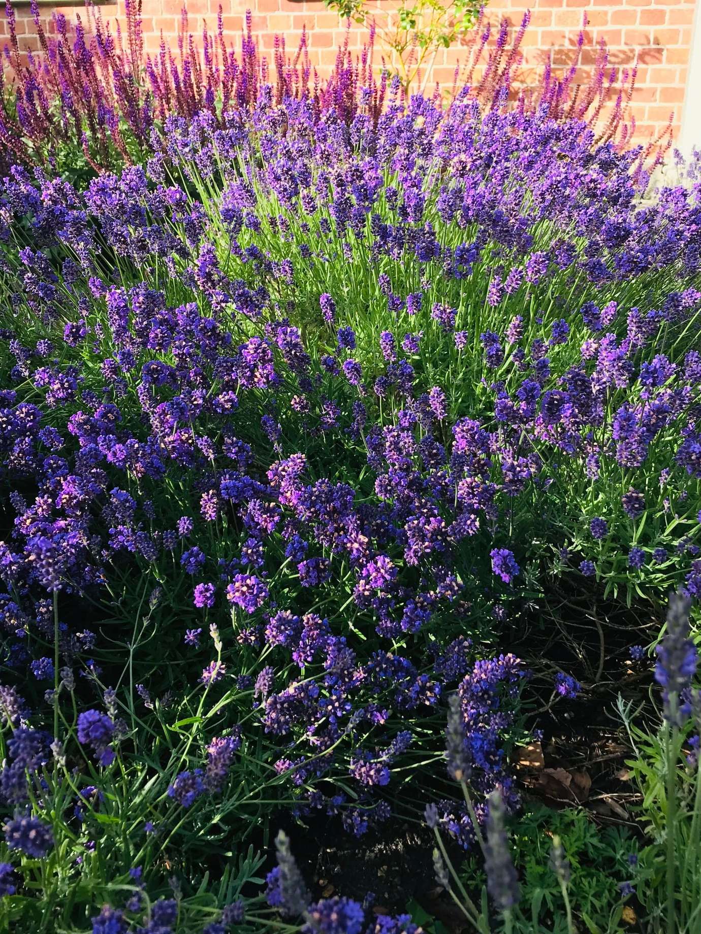 Lavandes en pleine floraison au soleil