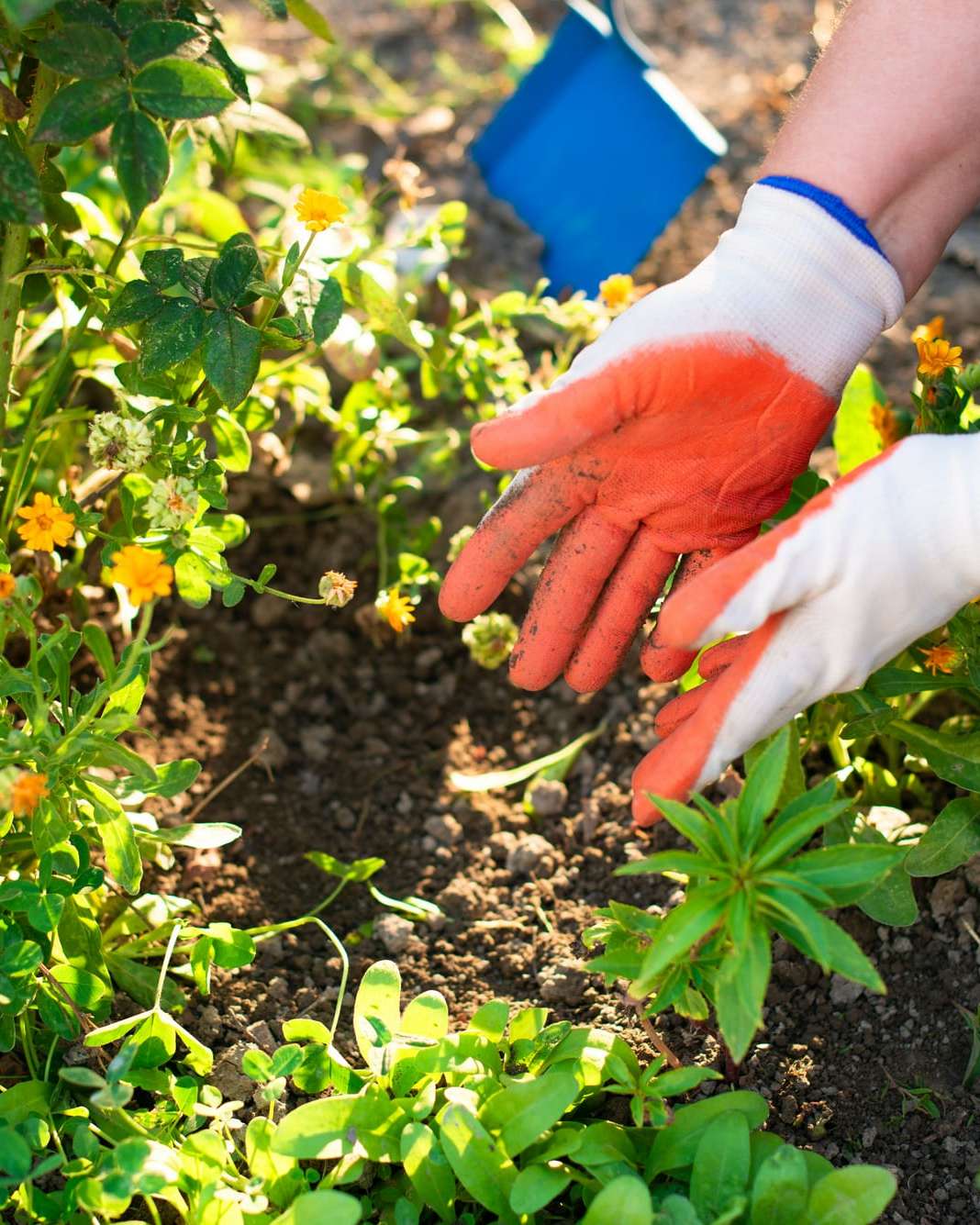 Mains gantées qui plantent dans un sol sec et caillouteux
