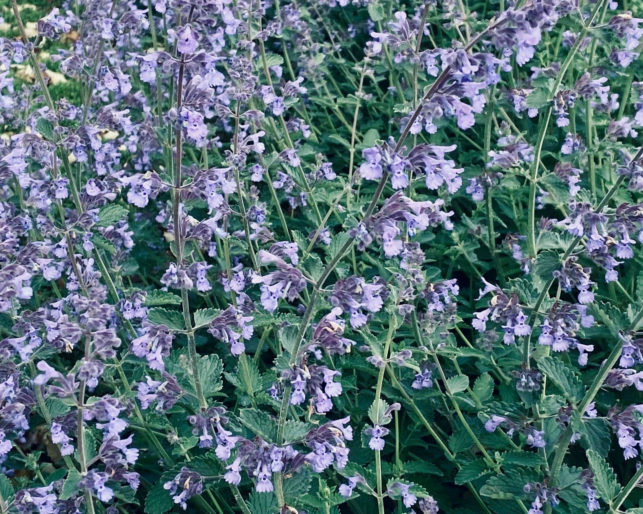 Massif de népétas mauves et de feuillages gris vu de haut