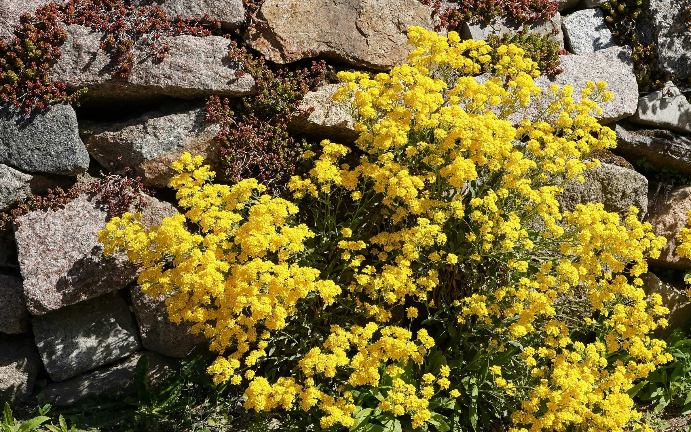 Mur en pierres sèches au soleil, des plantes entre les pierres