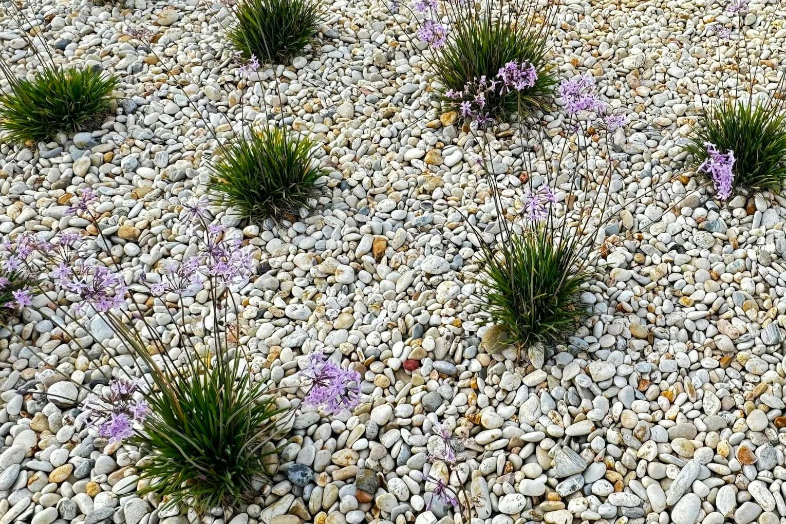 Vivaces plantées dans un paillage de gravier clair
