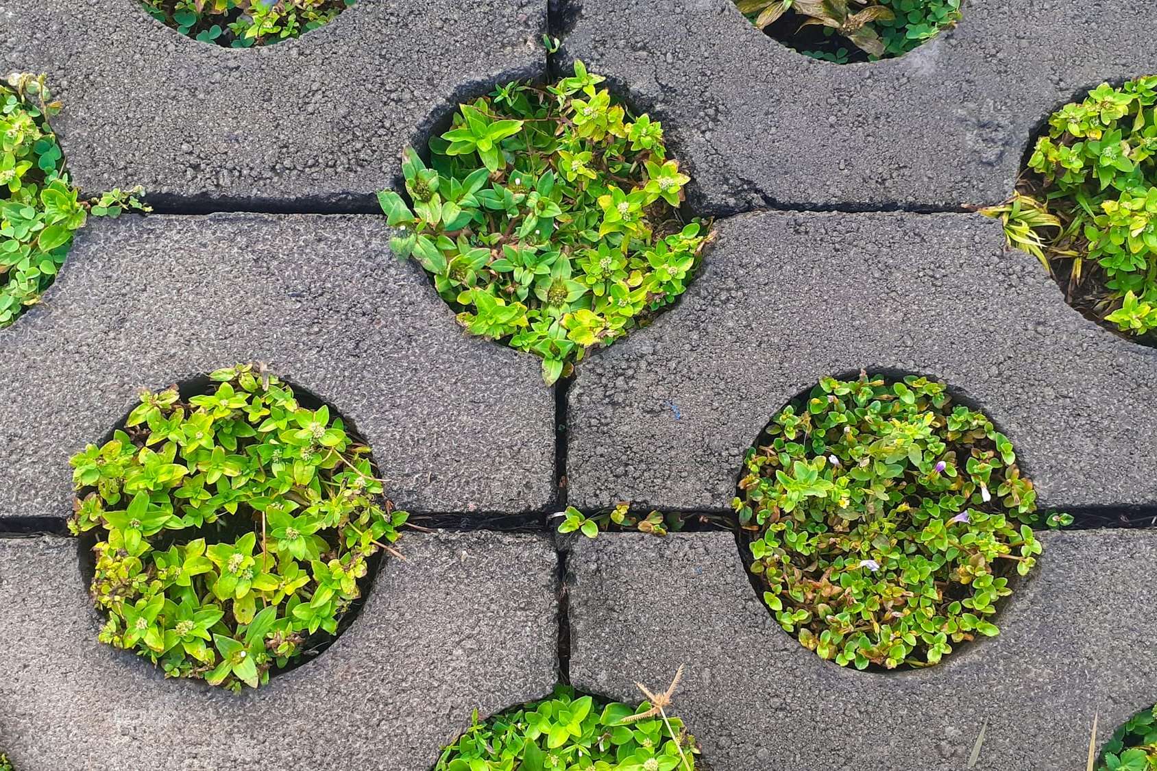 Pavés à joints engazonnés sur une place de parc