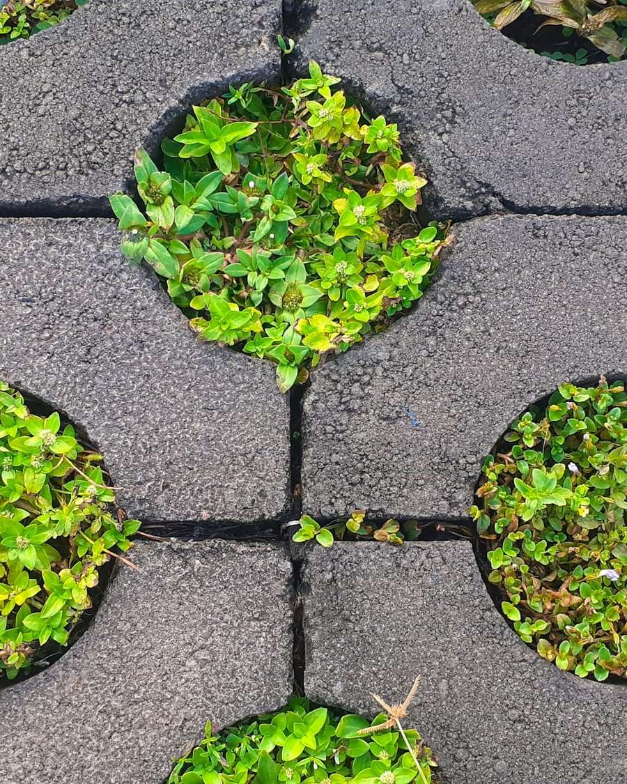 Pavés à joints engazonnés sur une place de parc
