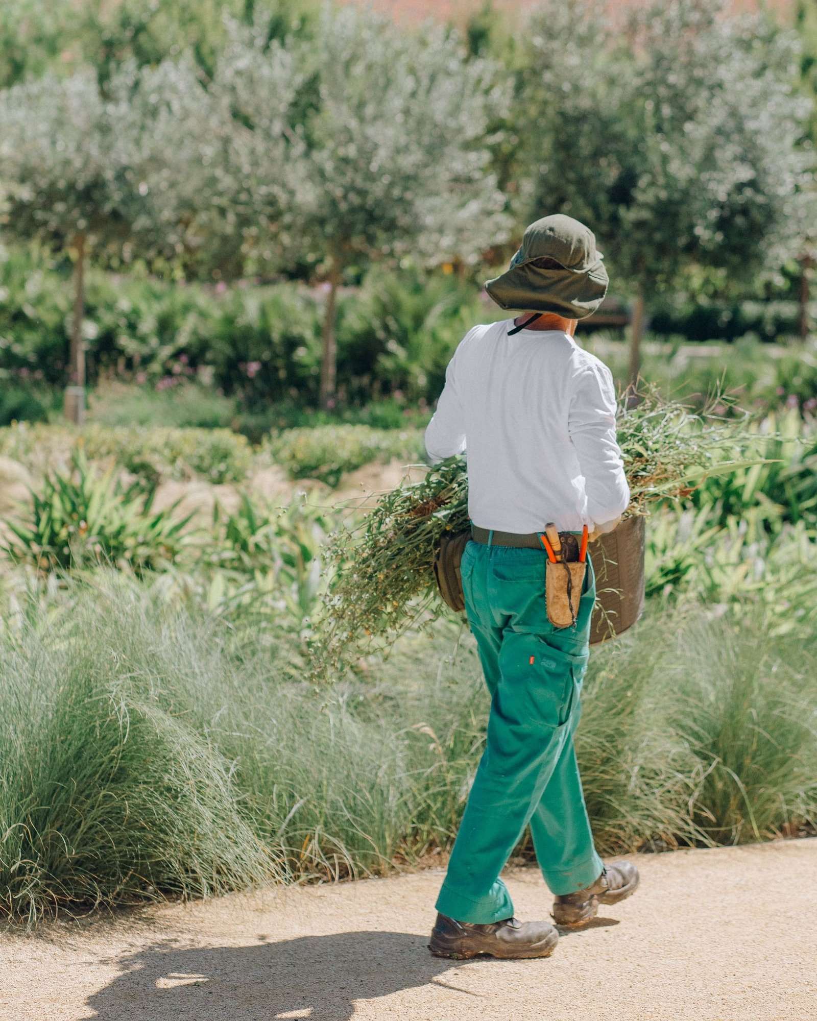 Paysagiste de dos qui traverse un jardin sec de fétuques et d’oliviers