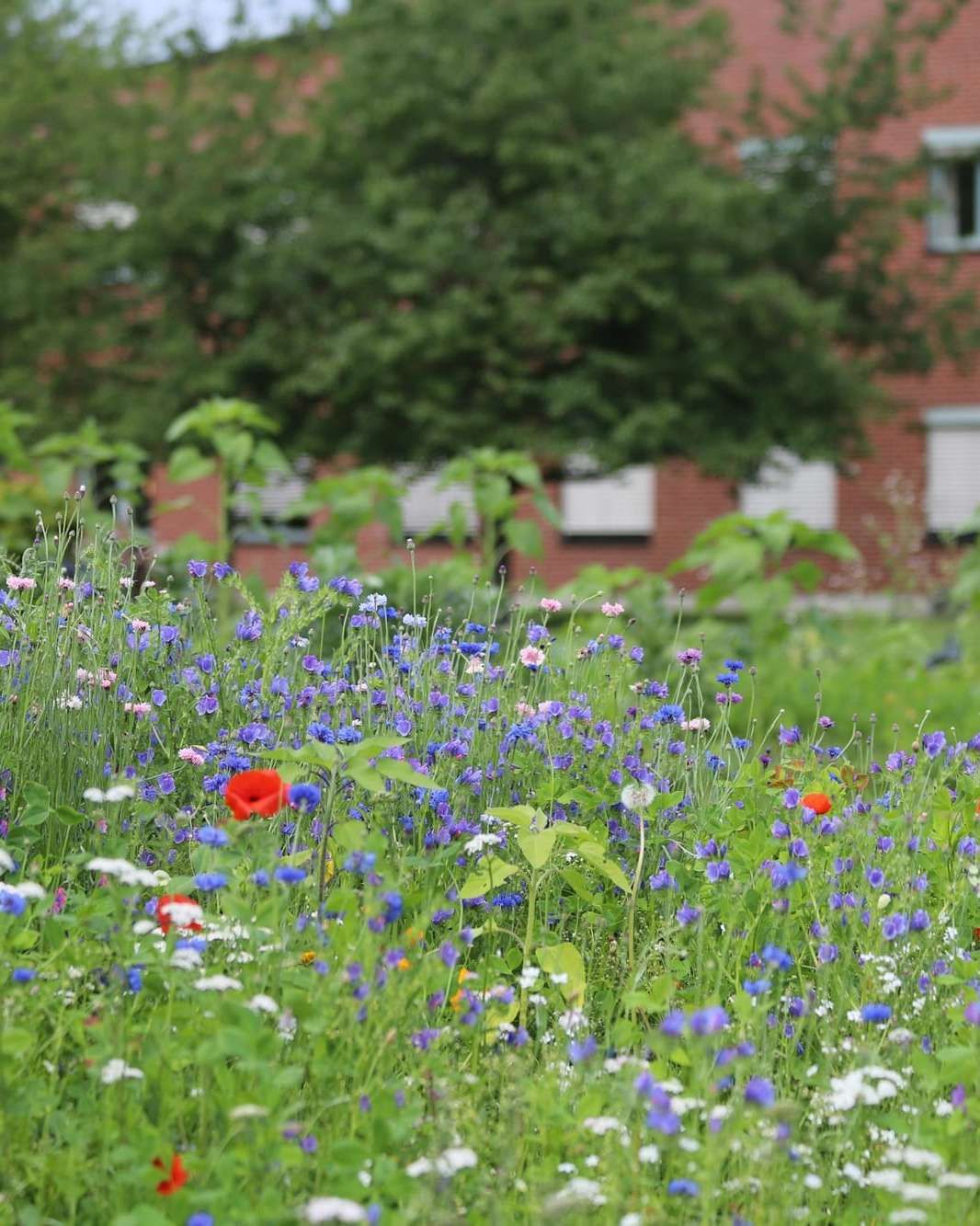 Prairie fleurie devant un bâtiment public