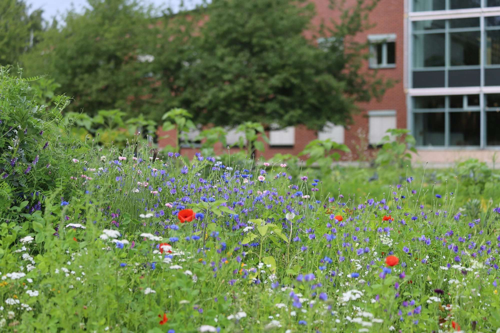 Prairie fleurie devant un bâtiment public