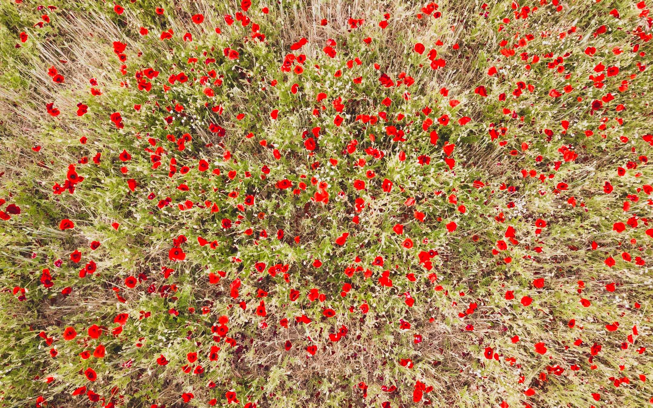 Prairie fleurie en plein soleil vue de haut