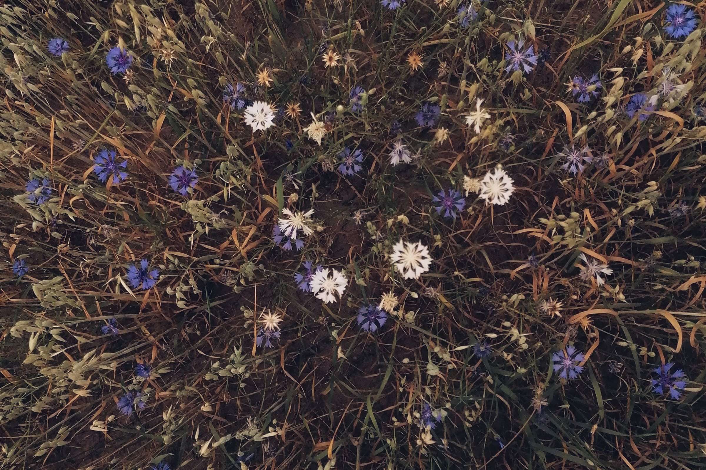 Prairie sèche en fleurs vue de haut
