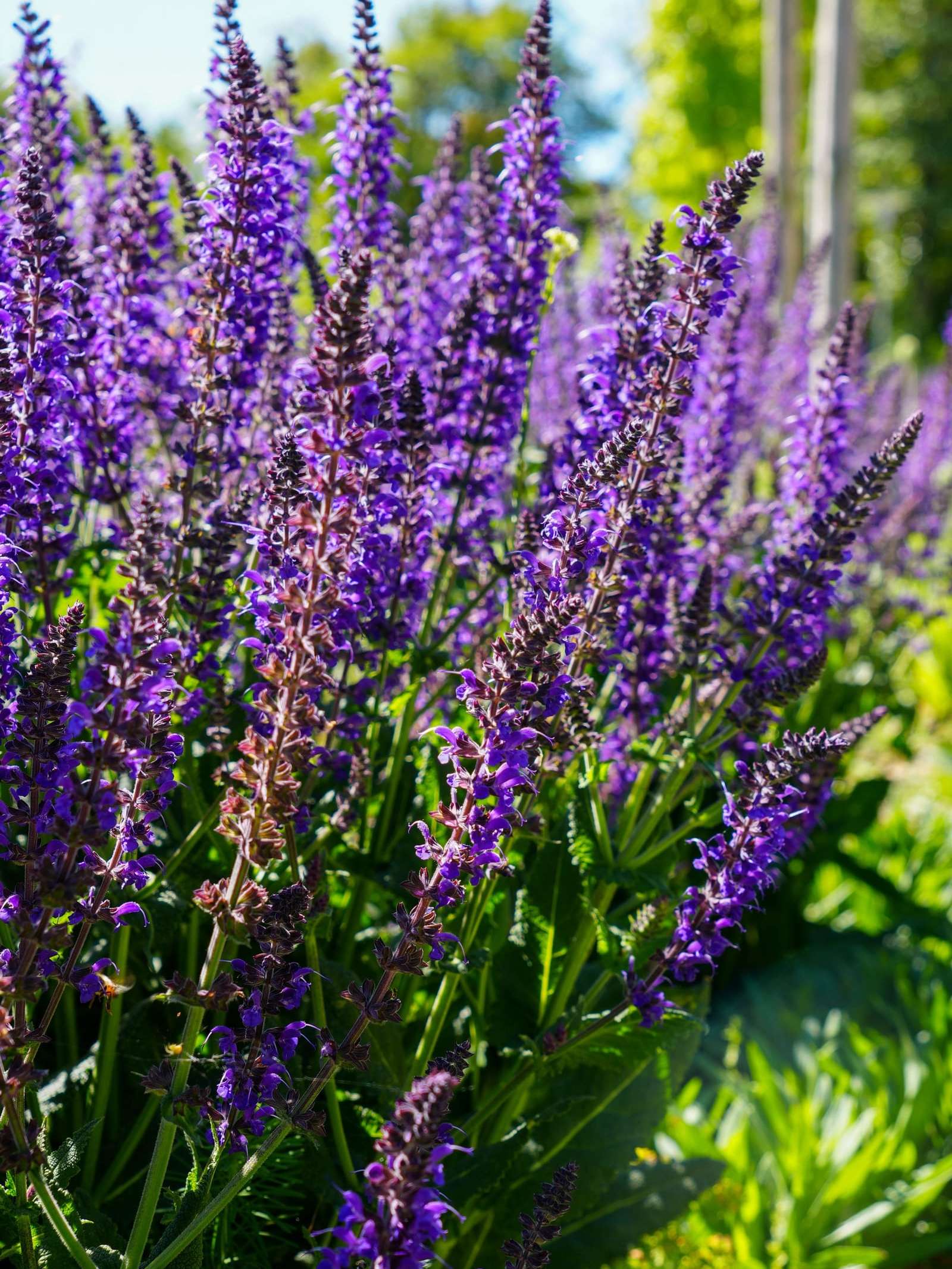 Sauges violettes et graminées blondes dans un jardin sec