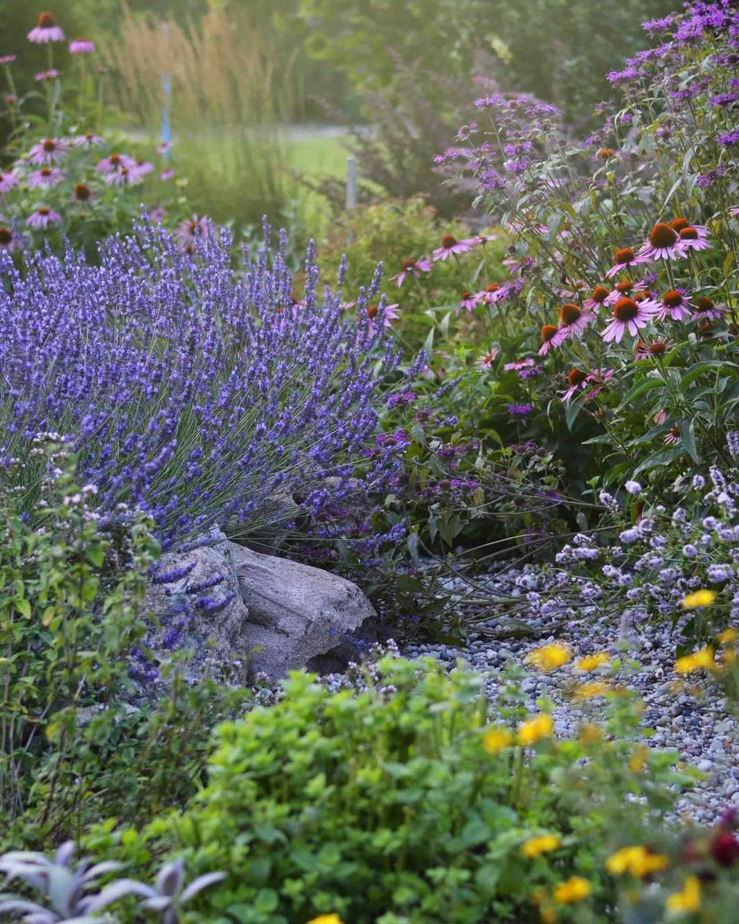Massif de sauges et de lavandes en fleurs dans le nouveau jardin sec