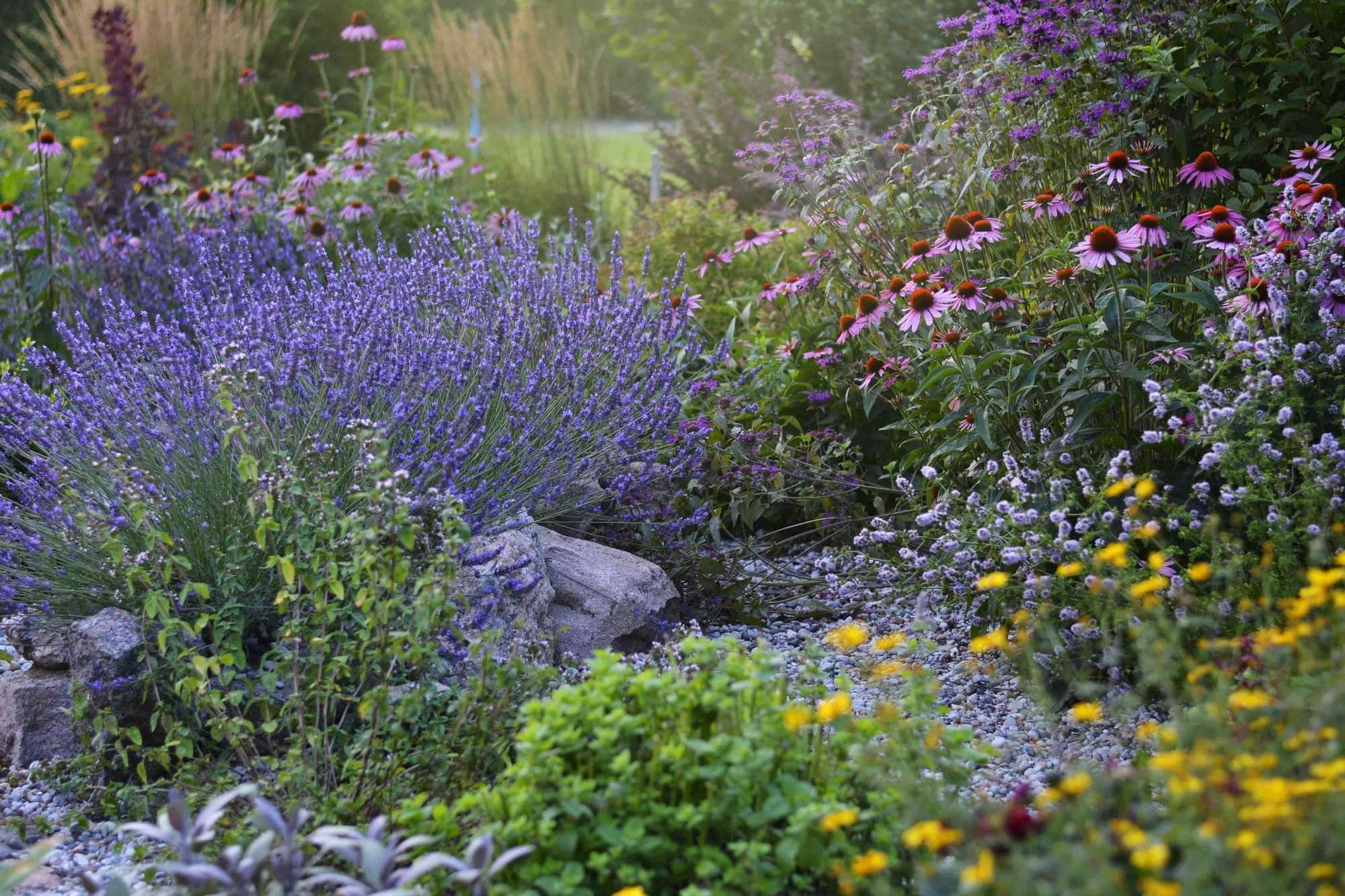Massif de sauges et de lavandes en fleurs dans le nouveau jardin sec