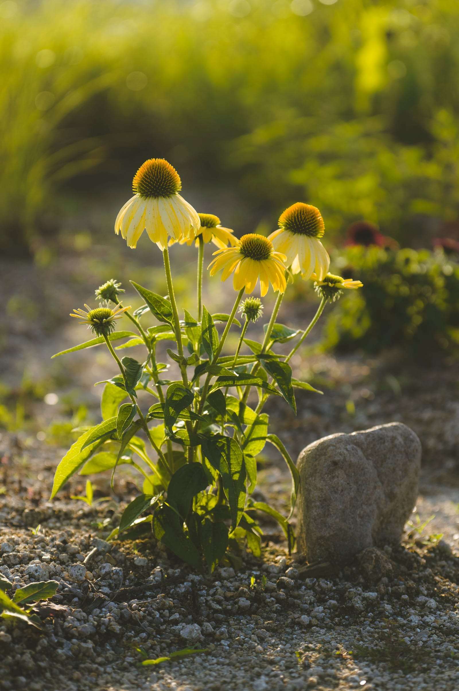 Vivaces fleuries plantées dans un paillage de gravier
